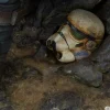 The Mandalorian and The Child - Star Wars: The Mandalorian - Legacy Replica 1/4 - Iron Studios